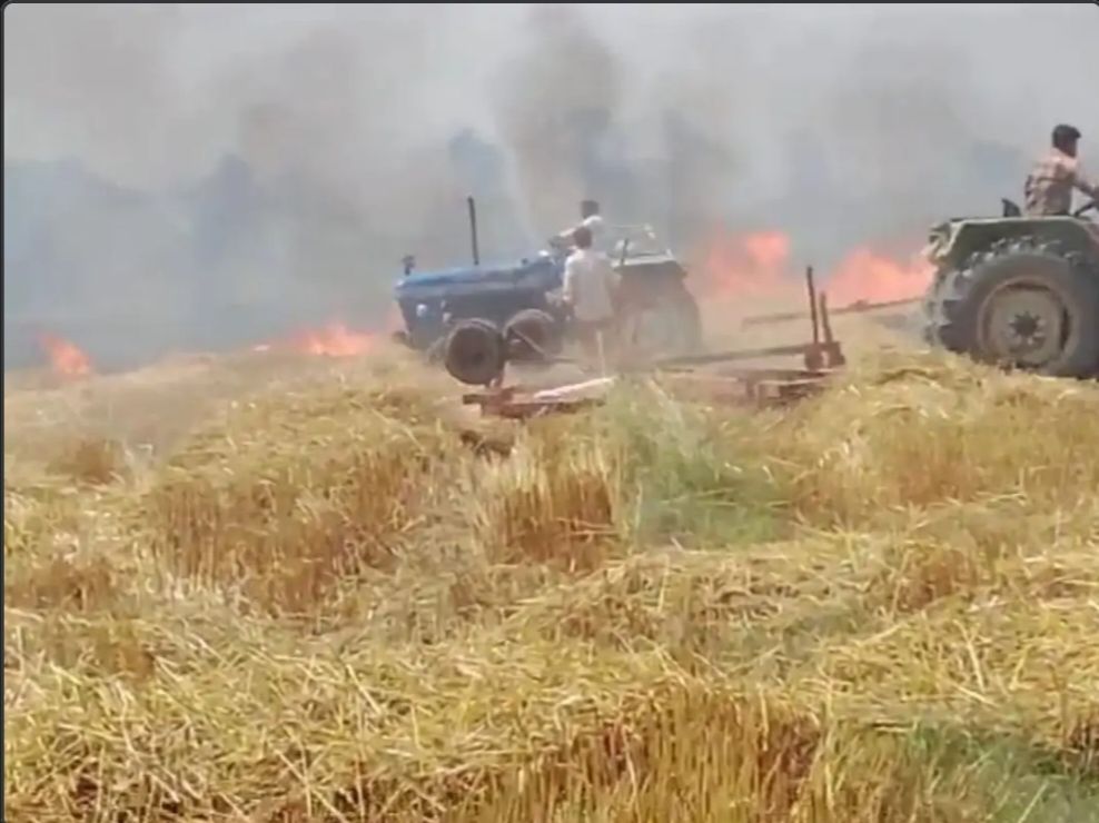 400 बीघा गेहूं की नरई जली, किसानों का भारी नुक़सान